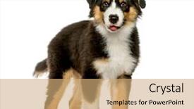  Presentation with shepherd sheep on shoulder - Presentation theme consisting of australian shepherd 4 months old background and a coral colored foreground