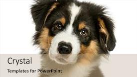  Presentation with australian - Colorful presentation theme enhanced with australian shepherd 4 months old backdrop and a coral colored foreground