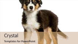  Presentation with australian air force - Presentation consisting of australian shepherd 4 months old background and a coral colored foreground