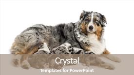  Presentation with group - Colorful theme enhanced with australian shepherd and a border backdrop and a coral colored foreground