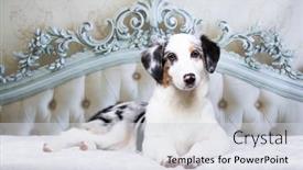  Presentation with australian - Presentation theme with australian-shepherd-ausi-merle-dog background and a  colored foreground