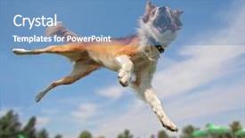  Presentation with frisbee - PPT layouts consisting of australian shepherd collie jumping high background and a teal colored foreground