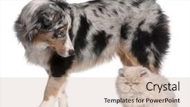  Presentation with dog cat - Slides having australian shepherd dog 6 months background and a soft green colored foreground
