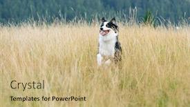 Presentation with aussie - Slide set having australian-shepherd-dog-in-autumn background and a coral colored foreground