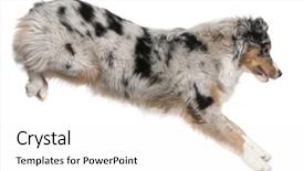  Presentation with old dog - Presentation design enhanced with australian shepherd dog jumping 7 months old in front of white background background and a white colored foreground