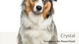  Presentation with shepherd sheep on shoulder - Colorful PPT theme enhanced with australian-shepherd-dog-looking backdrop and a soft green colored foreground