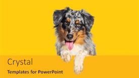  Presentation with australian - Slide deck enhanced with australian-shepherd-dog-panting-mouth background and a yellow colored foreground