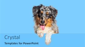  Presentation with australian - Slide deck having australian-shepherd-dog-panting-mouth background and a light blue colored foreground