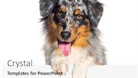 Presentation with australian - PPT theme having australian-shepherd-dog-panting-mouth background and a white colored foreground
