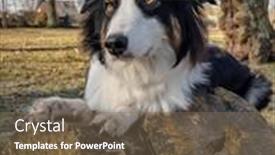  Presentation with aussie - Presentation design consisting of australian-shepherd-dog-playing background and a violet colored foreground