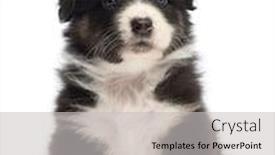  Presentation with old days - Slide set with australian shepherd puppy 1 months and 3 days old sitting and portrait against white background background and a light gray colored foreground