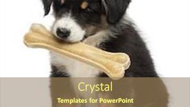  Presentation with bone - Slide deck consisting of australian shepherd puppy 2 months old sitting and holding knuckle bone in its mouth against white background background and a coral colored foreground