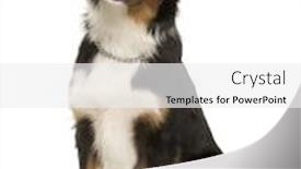  Presentation with australian - Colorful PPT layouts enhanced with australian shepherd puppy 7 months old sitting in front of white background backdrop and a white colored foreground