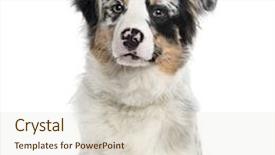  Presentation with australian - Colorful slides enhanced with australian-shepherd-puppy-looking backdrop and a lemonade colored foreground
