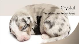  Presentation with old days - Presentation theme with australian shepherd puppy sleeping 11 background and a soft green colored foreground