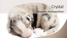  Presentation with old days - Presentation theme enhanced with australian shepherd puppy sleeping background and a soft green colored foreground