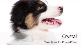  Presentation with old dog - Slide set with australian shepherd purebred puppy 2 background and a sky blue colored foreground