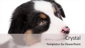  Presentation with old dog - Beautiful PPT theme featuring australian shepherd purebred puppy 2 backdrop and a soft green colored foreground