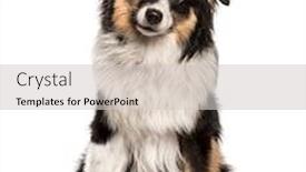  Presentation with white pigeon against the blue - Amazing slide set having australian-shepherd-sitting-against-white backdrop and a light gray colored foreground