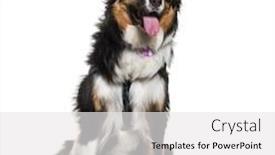  Presentation with white pigeon against the blue - Slide set with australian shepherd sitting against white background background and a white colored foreground