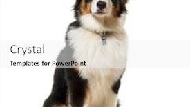  Presentation with australian - Presentation design consisting of australian shepherd sitting against white background background and a white colored foreground