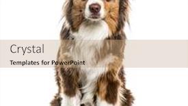  Presentation with australian - PPT layouts consisting of australian-shepherd-sitting-isolated background and a coral colored foreground