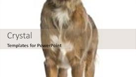  Presentation with australian aboriginal - Amazing theme having australian-shepherd-standing-in-front backdrop and a coral colored foreground