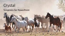  Presentation with wild horses - Amazing presentation having australian stock horses backdrop and a lemonade colored foreground
