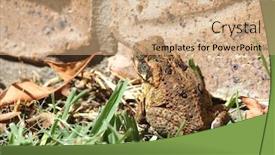  Presentation with cane - PPT theme consisting of australian-suburban-cane-toad background and a coral colored foreground