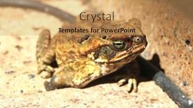  Presentation with cane - Beautiful PPT layouts featuring australian-suburban-cane-toad backdrop and a yellow colored foreground