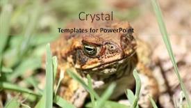  Presentation with cane - Colorful PPT theme enhanced with australian-suburban-cane-toad backdrop and a coral colored foreground