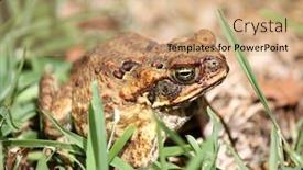  Presentation with cane - PPT layouts having australian-suburban-cane-toad background and a coral colored foreground