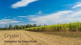  Presentation with sugarcane - Colorful slides enhanced with australian-sugarcane-plantation-partly-harvested backdrop and a gold colored foreground