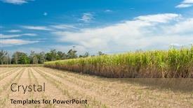  Presentation with sugarcane - Beautiful PPT theme featuring australian-sugarcane-plantation-partly-harvested backdrop and a coral colored foreground