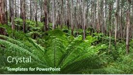  Presentation with ferns - Theme featuring australian-temperate-rainforest-mountain-ash background and a tawny brown colored foreground