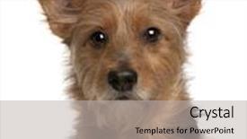  Presentation with old dog - Theme featuring australian terrier dog 9 years old in front of white background background and a light gray colored foreground