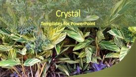  Presentation with estate - PPT layouts having australian tropical garden in residential background and a tawny brown colored foreground