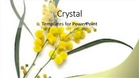  Presentation with australian - Cool new presentation theme with australian wattle acacia blooms isolated on white background with clipping path backdrop and a white colored foreground