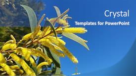  Presentation with australian - Slide deck with australian-wattle-flowers-close-up background and a ocean colored foreground