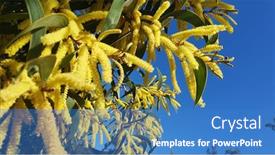  Presentation with australian - PPT theme featuring australian-wattle-flowers-close-up background and a teal colored foreground