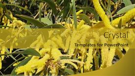  Presentation with australian - Slide deck enhanced with australian-wattle-flowers-close-up background and a gold colored foreground