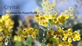  Presentation with bloom - Amazing presentation theme having australian wattle in bloom 1 backdrop and a light blue colored foreground