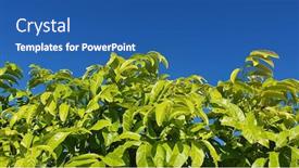  Presentation with autumn blue - Slide set consisting of australian-wattle-trees-blooming background and a ocean colored foreground