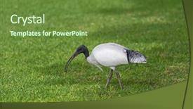  Presentation with grey black white brick - Cool new slides with australian white ibis with white backdrop and a tawny brown colored foreground