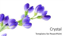  Presentation with white flowers - Presentation theme with australis blue indigo baptisia flowers background and a white colored foreground