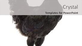  Presentation with hen - Beautiful PPT layouts featuring red themed chicken - australorp hen 5 months old backdrop and a light gray colored foreground