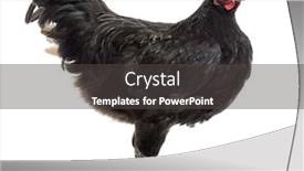  Presentation with hen - Cool new PPT layouts with red themed chicken - australorp hen 5 months old backdrop and a dark gray colored foreground