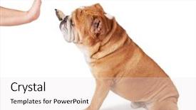  Presentation with giving - Slide deck enhanced with authentication - cute bulldog giving his owner background and a sky blue colored foreground