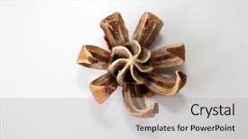  Presentation with hawaii - Beautiful presentation theme featuring autograph tree aka clusia major backdrop and a light gray colored foreground