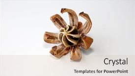  Presentation with sri lanka - Slides featuring autograph tree aka clusia major background and a soft green colored foreground